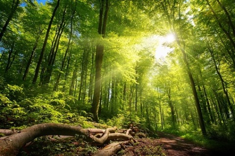 … mit Hilfe der Bäume - Eine individuelle Reise durch die Welt von Wald und Wiese